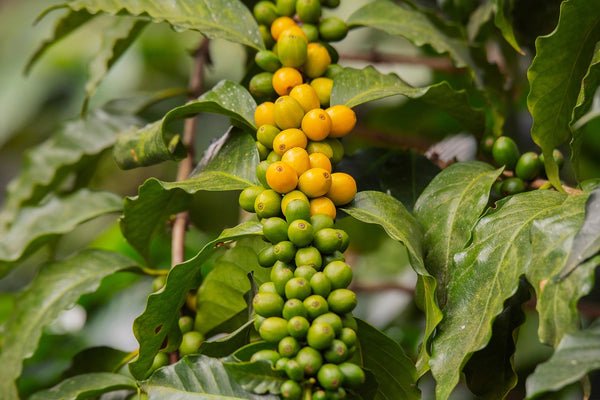 Guatemalan coffee growing in volcanic highlands
