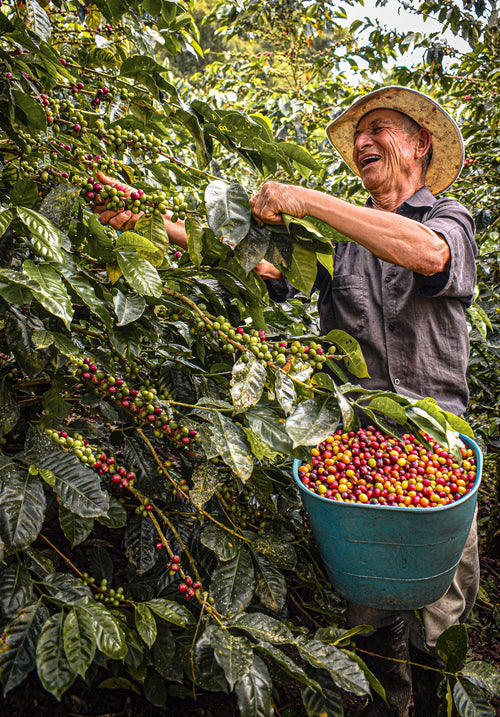 Coffee bean harvest at a Mexican coffee farm