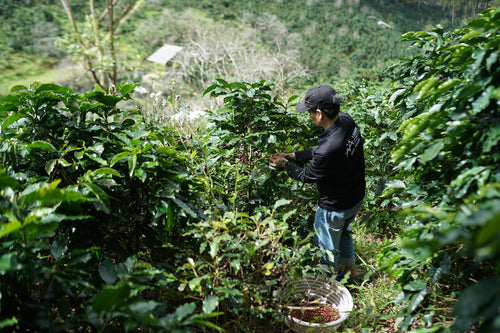 Coffee farmer harvesting cherries on a hillside plantation in the Congo