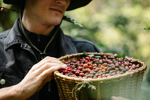 Farmer picking ripe red coffee cherries on a Kenyan coffee farm