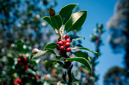 Ripe red coffee cherries on the branch at a Guatemalan Antigua farm