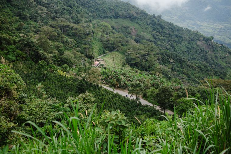 Coffee-growing landscape in Colombia