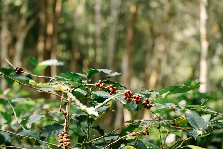 Coffee-growing landscape in Ethiopia