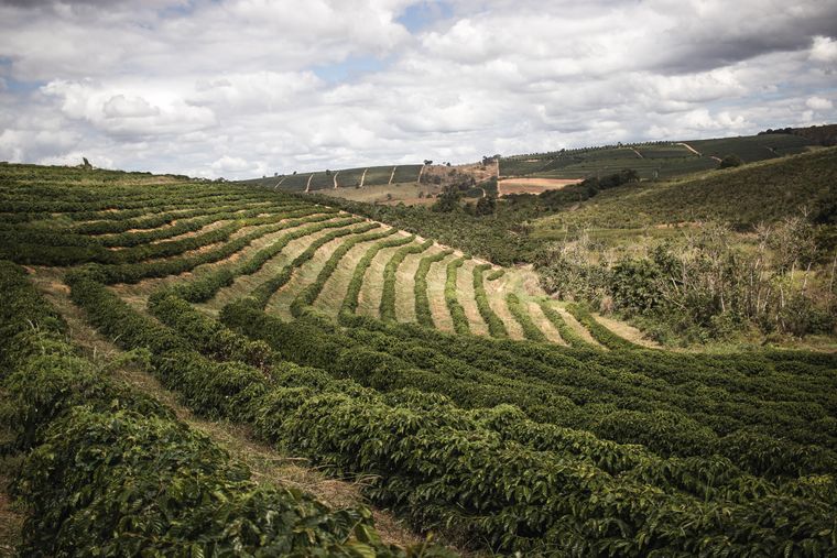 Coffee-growing landscape in Guatemala