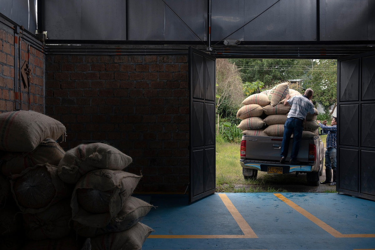Colombian coffee farm in the Andean highlands