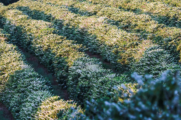 Coffee plantation in Brazil, the largest coffee producer