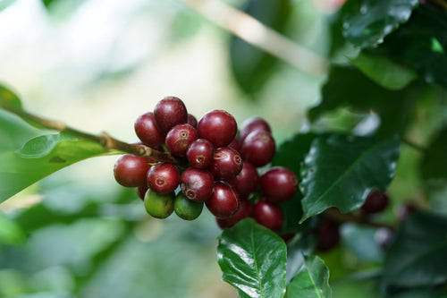 Ripe coffee cherries growing on a Hawaiian coffee farm