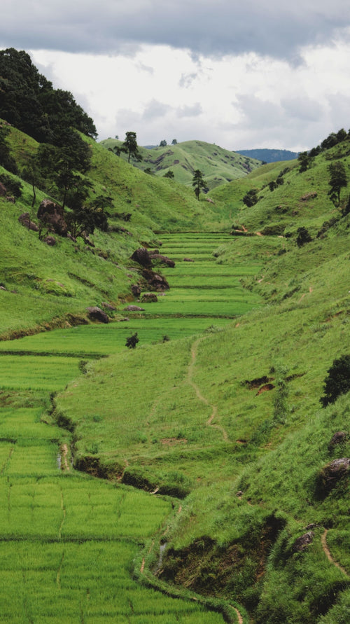 Lush green terraced coffee hills in the Colombian Andes