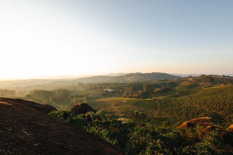 Coffee-growing landscape in Brazil